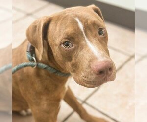 American Pit Bull Terrier Dogs for adoption in Phenix City, AL, USA