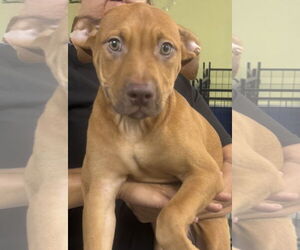 Mutt Dogs for adoption in Royal Palm Beach, FL, USA