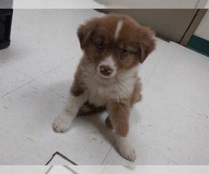 Australian Shepherd-Unknown Mix Dogs for adoption in Oroville, CA, USA