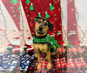 Medium Photo #4 Mutt Puppy For Sale in Bryant, AR, USA