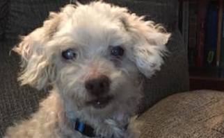 Poodle (Miniature) Dogs for adoption in Cary, NC, USA