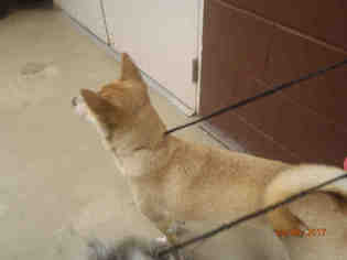 Shiba Inu Dogs for adoption in Sanford, FL, USA