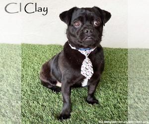 Pug-Unknown Mix Dogs for adoption in San Diego, CA, USA
