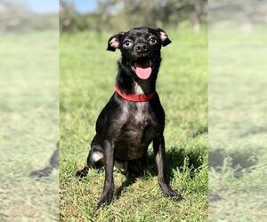 Chug Dogs for adoption in Austin, TX, USA