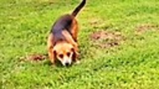 Medium Photo #1 Beagle Puppy For Sale in Smithfield, PA, USA