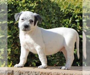 Mutt Dogs for adoption in San Diego, CA, USA