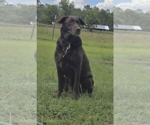 - Mix Dogs for adoption in Tarrytown, GA, USA