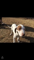 Lab-Pointer Dogs for adoption in SHERBURNE, NY, USA