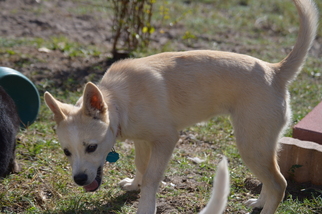 Border Collie Dogs for adoption in Deltona, FL, USA