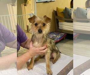 Mutt Dogs for adoption in Benton, LA, USA