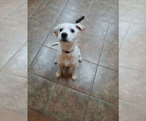 Jack-A-Bee Dogs for adoption in Martinsburg, WV, USA
