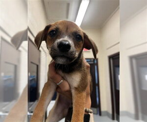 Labrador Retriever Dogs for adoption in Corpus Christi, TX, USA