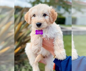 Labradoodle Dogs for adoption in Corona, CA, USA