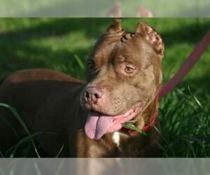 American Staffordshire Terrier-Chesapeake Bay Retriever Mix Dogs for adoption in Austin, TX, USA