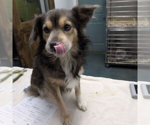 Colonial Cocker Spaniel-Pekingese Mix Dogs for adoption in Chico, CA, USA
