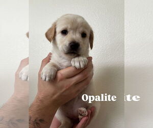 Mutt Dogs for adoption in Bellevue, WA, USA