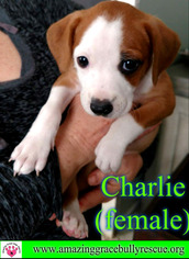 Small American Staffordshire Terrier-Dachshund Mix
