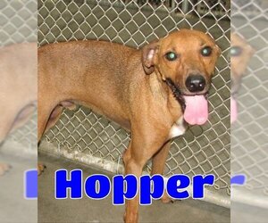 Basenji Dogs for adoption in Lawrenceburg, KY, USA
