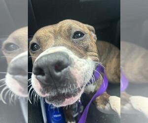 American Staffordshire Terrier-Unknown Mix Dogs for adoption in Louisville, KY, USA