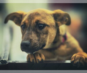 Mutt Dogs for adoption in Brooklyn Center, MN, USA