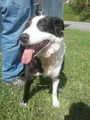 Border Collie-Unknown Mix Dogs for adoption in Asheville, NC, USA
