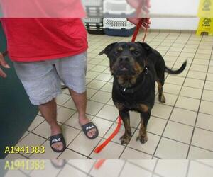 Shepweiller Dogs for adoption in West Palm Beach, FL, USA