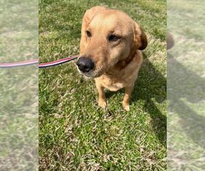 Golden Labrador Dogs for adoption in Pacolet, SC, USA