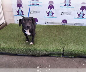 Mutt Dogs for adoption in Orlando, FL, USA