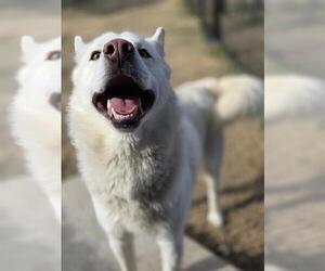 Siberian Husky Dogs for adoption in Temple, TX, USA