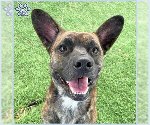 French Bulldog-Unknown Mix Dogs for adoption in Sugar Land, TX, USA