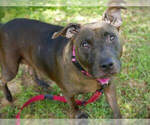 American Staffordshire Terrier-Unknown Mix Dogs for adoption in Tallahassee, FL, USA