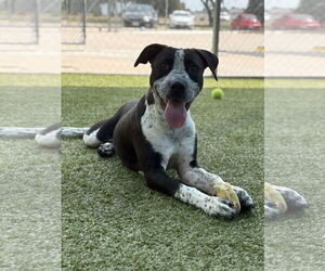 Mutt Dogs for adoption in Woodbury, NY, USA