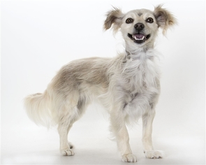 Malchi Dogs for adoption in Salinas, CA, USA