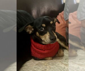 Chipin Dogs for adoption in San Diego, CA, USA