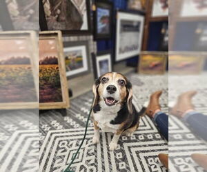 Beagle Dogs for adoption in Duluth, MN, USA