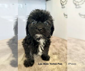 Shih-Poo Dogs for adoption in Studio City, CA, USA