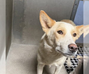 German Shepherd Dog-Unknown Mix Dogs for adoption in San Bernardino, CA, USA