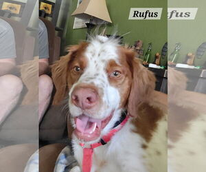 Brittany Dogs for adoption in Curwensville, PA, USA