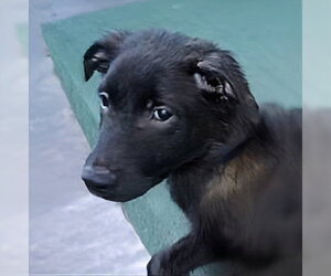 Medium Photo #1 German Shepherd Dog-Unknown Mix Puppy For Sale in Pasadena, CA, USA