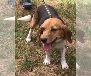 Beagle Dogs for adoption in Seattle, WA, USA