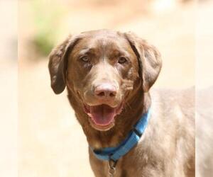 - Mix Dogs for adoption in Tucson, AZ, USA