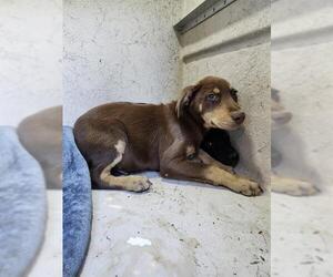 Labrador Retriever-Unknown Mix Dogs for adoption in San Antonio, TX, USA