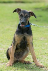German Shepherd Dog-Unknown Mix Dogs for adoption in Bell Gardens, CA, USA