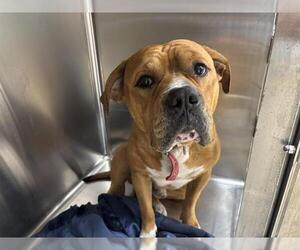American Bulldog-Unknown Mix Dogs for adoption in Grand Prairie, TX, USA