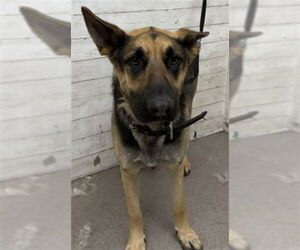 German Shepherd Dog Dogs for adoption in San Bernardino, CA, USA