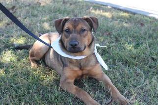 Chipin Dogs for adoption in Mobile, AL, USA