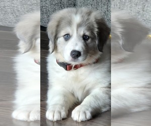 Aussie Pyrenees Dogs for adoption in Mechanicsburg, PA, USA
