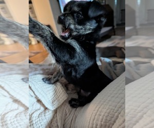Chiweenie Dogs for adoption in Mount Pleasant, SC, USA