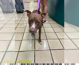 American Staffordshire Terrier-Unknown Mix Dogs for adoption in West Palm Beach, FL, USA