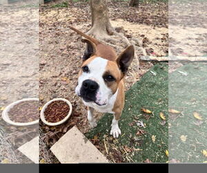 American Pit Bull Terrier-Unknown Mix Dogs for adoption in Tracy City, TN, USA